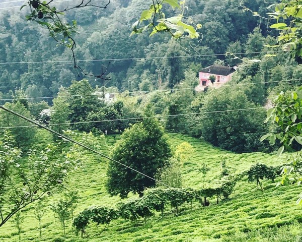 Ezber Bozan Çay - Sıradışı Bir Çay