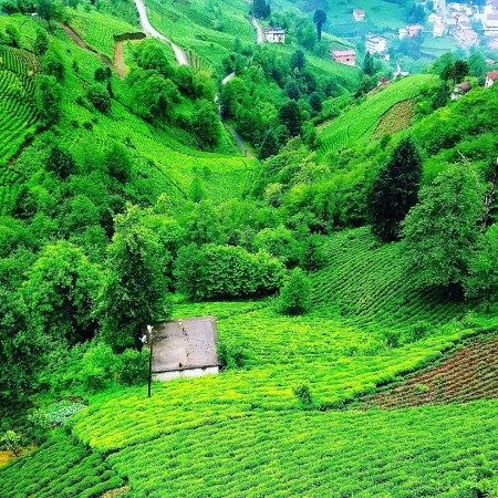 Ezber Bozan Çay - Sıradışı Bir Çay