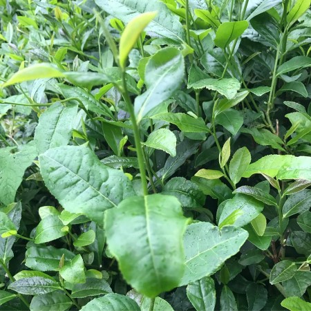 Ezber Bozan Çay - Sıradışı Bir Çay