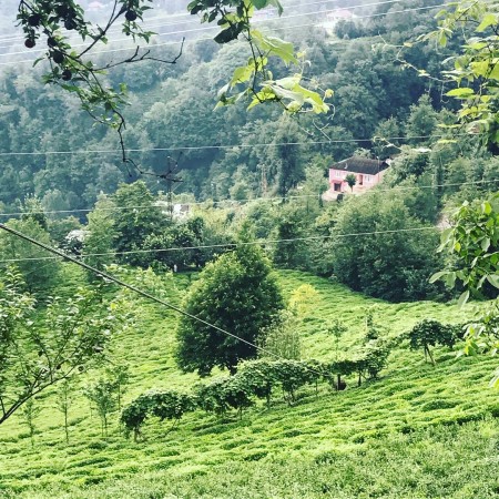 Ezber Bozan Çay - Sıradışı Bir Çay